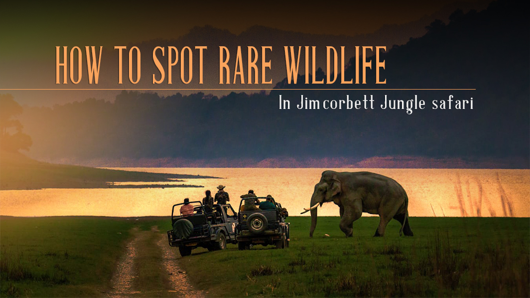 How to Spot Rare Wildlife During a Jim Corbett Jungle Safari